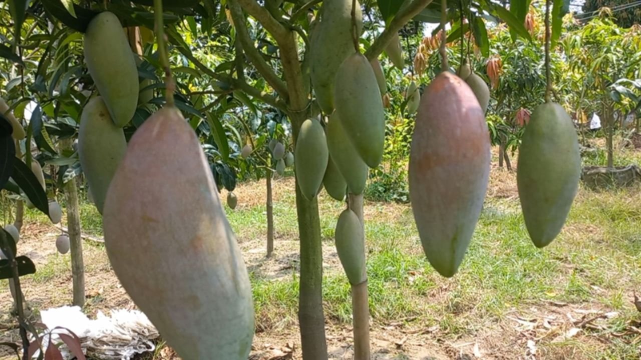 বিদেশি আম চাষে বদলে গেছে খালেকুজ্জামানের জীবন, অনুপ্রাণিত হচ্ছেন তরুণ উদ্যোক্তারাও
