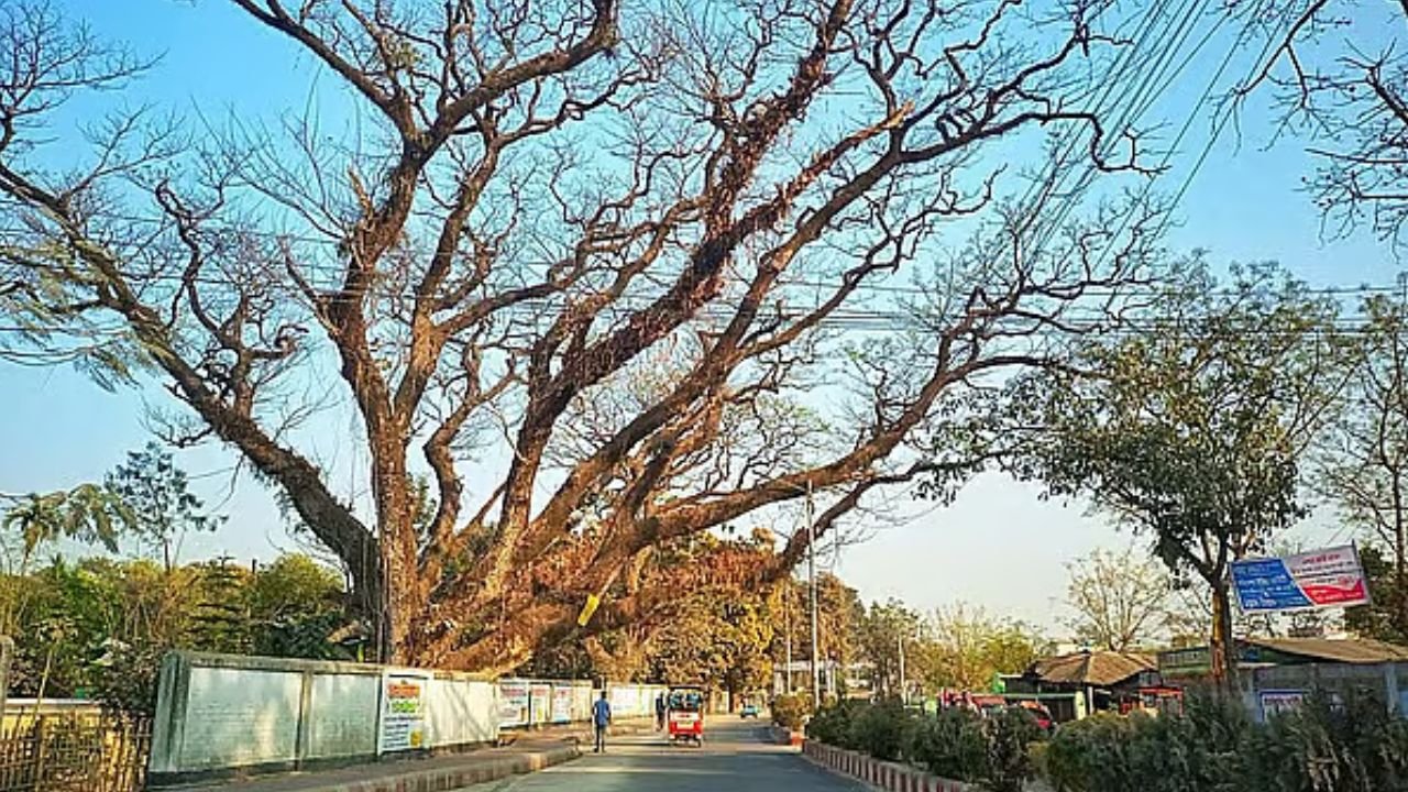 সৈয়দপুরের শতবর্ষী ৩৩ গাছ কাটার সিদ্ধান্তে প্রশ্ন, ঝুঁকির বদলে নথিতে আর্থিক মূল্যায়নের উল্লেখ