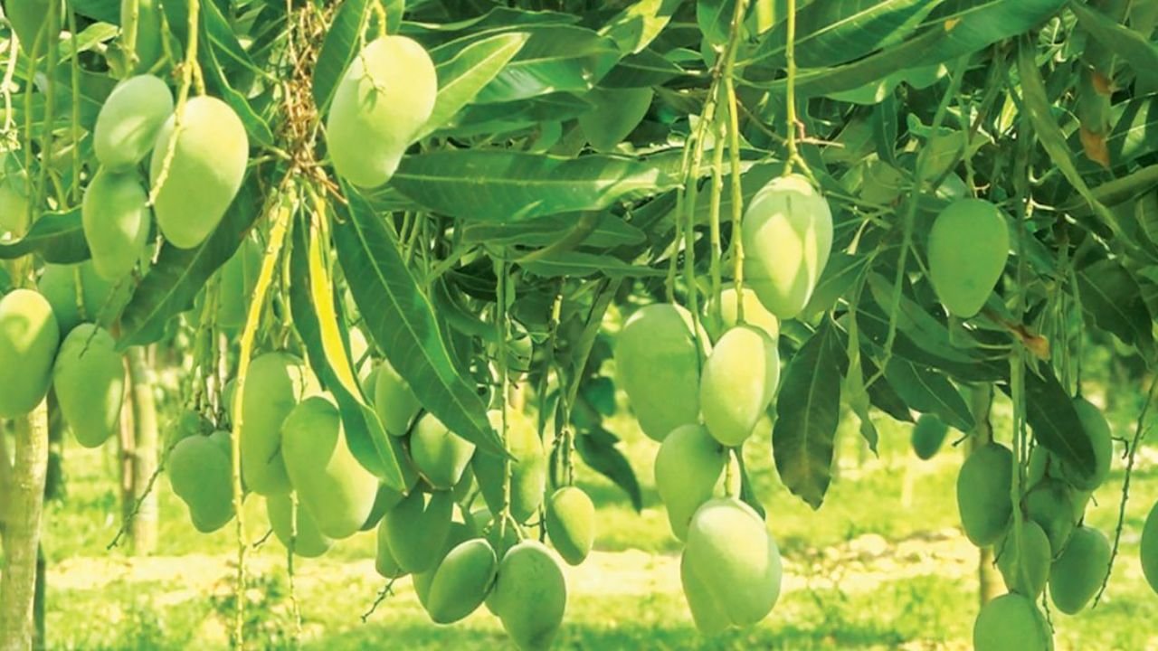 মৌসুমের শেষভাগে আম্রপালির দাপট, চট্টগ্রামের বাজারে বেড়েছে দাম