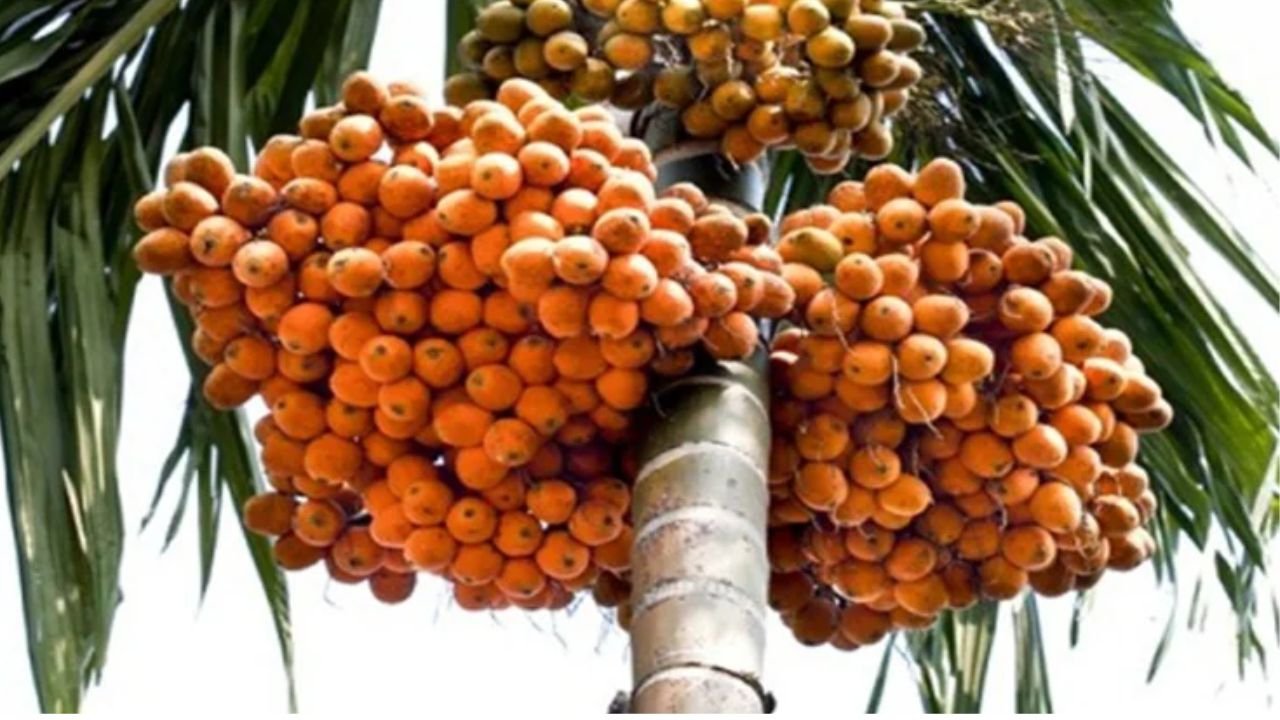 আলু-ধানে লোকসান, কৃষকের ভরসা এখন সুপারি চাষ