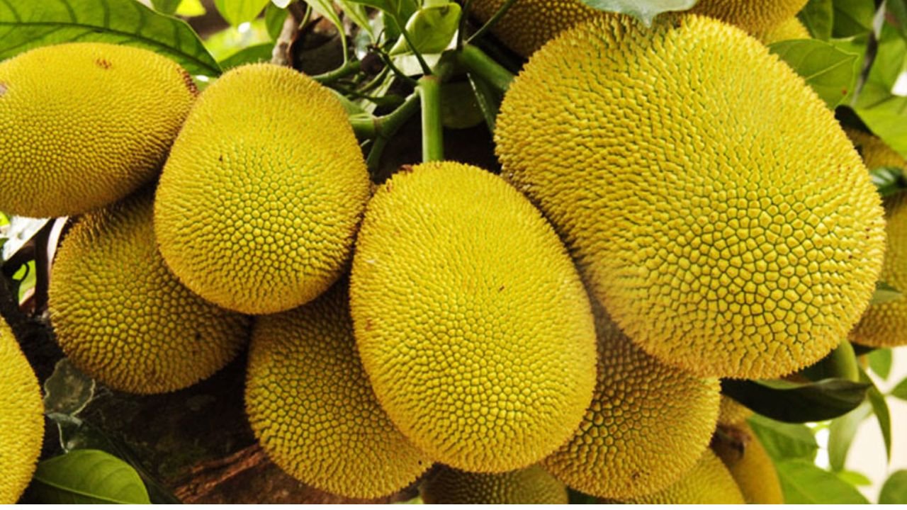 বাংলাদেশি কাঁঠালের জন্য চীনের বাজার উন্মুক্ত