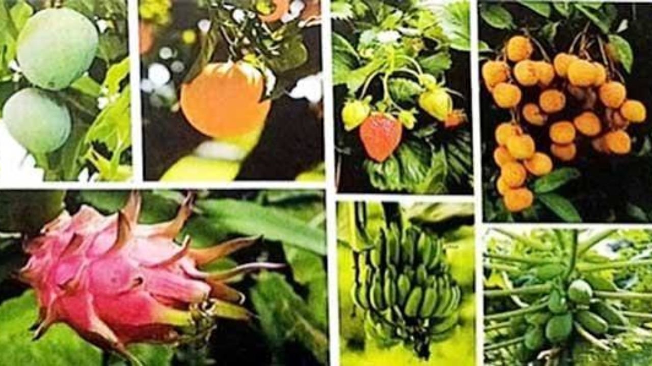 ফল গবেষণার সাফল্যে বদলে যাচ্ছে বরেন্দ্র অঞ্চলের কৃষির চিত্র
