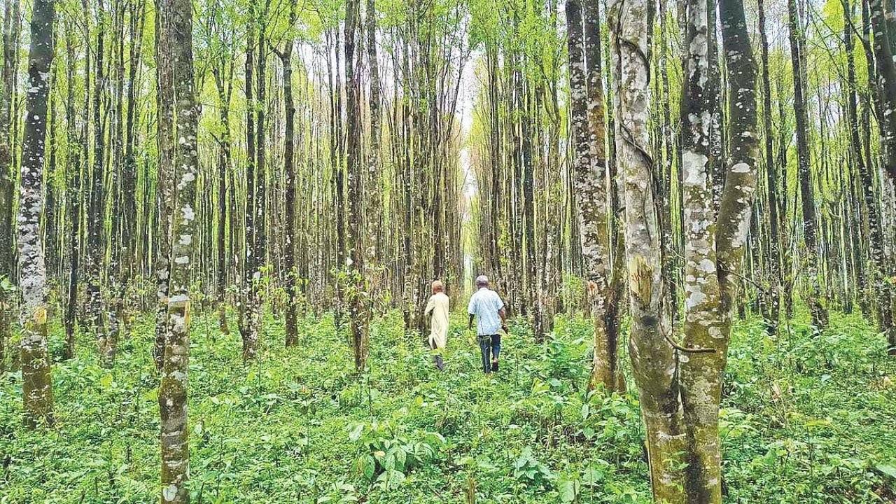 ১৯ বছরের পরিচর্যায় পরিপক্ব গারো পাহাড়ের আগরবাগান, দরপত্রে বিক্রির প্রস্তুতি