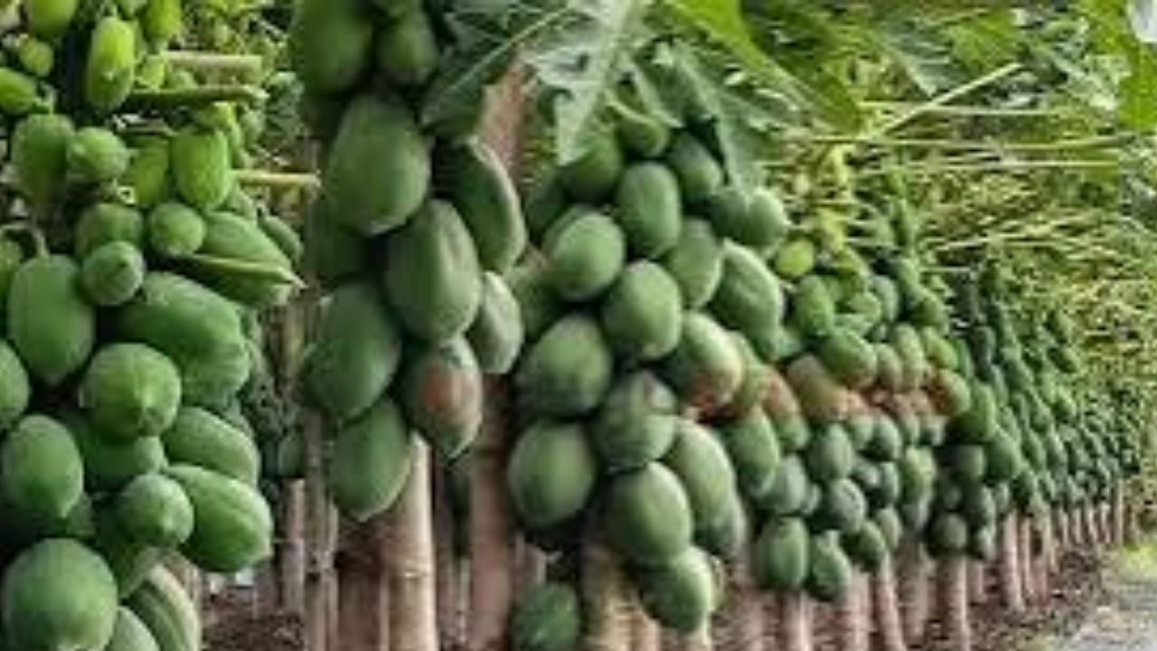 দেড় লাখ টাকা বিনিয়োগে ১০ লাখ টাকার পেঁপে ও বীজ বিক্রির আশা কুষ্টিয়ার শিক্ষক হান্নানের
