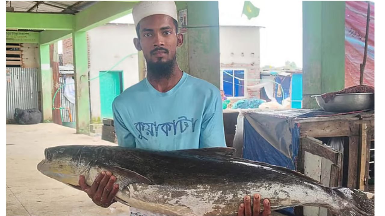 কুয়াকাটার গভীর সাগরে ধরা পড়ল ২০ কেজির বিরল সামুদ্রিক শোল