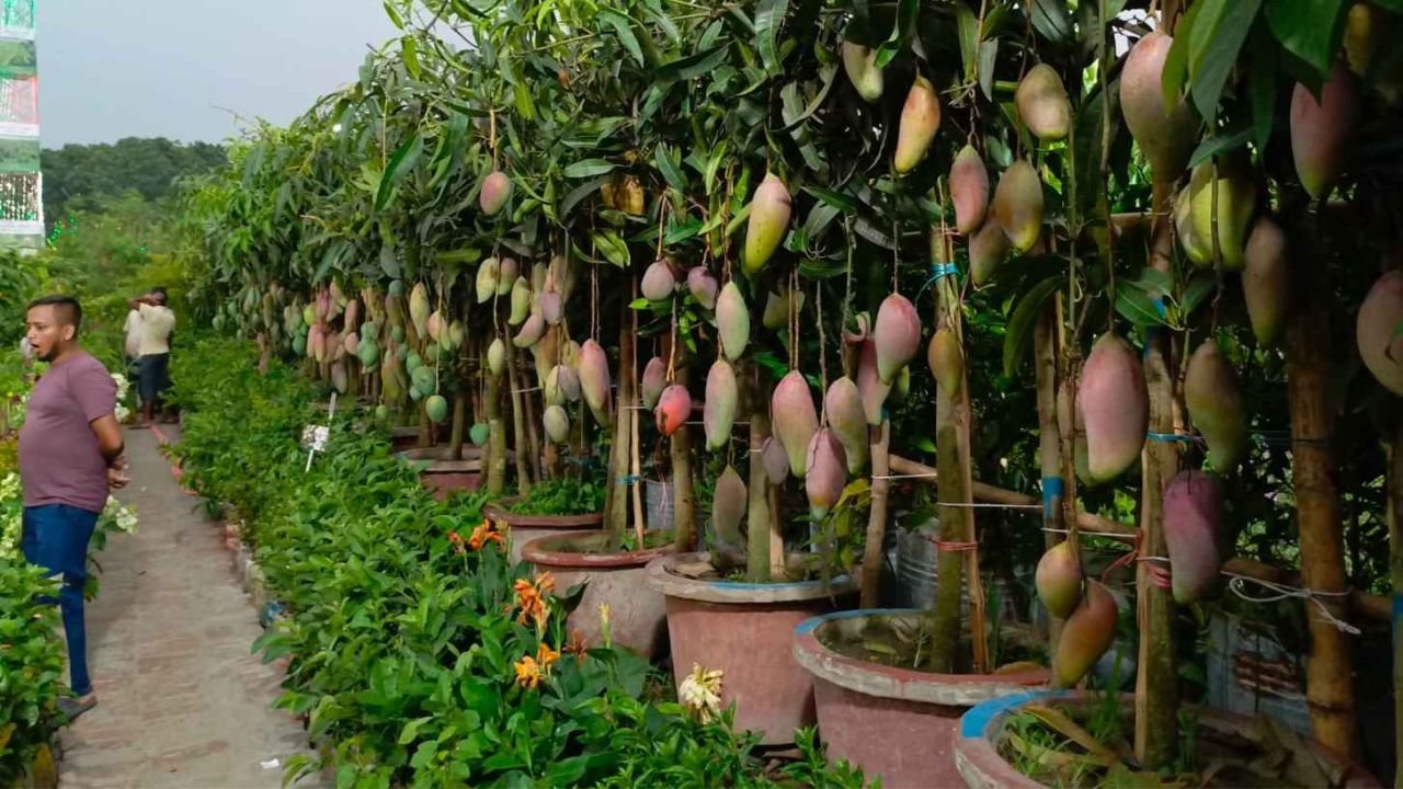 বৃক্ষমেলায় বিদেশি আমের বাহার, কিছু চারার দাম ৩০ হাজার টাকা