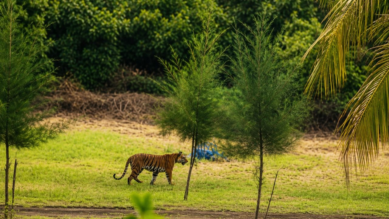 বন বিভাগের কার্যালয়ের সামনে ঘুরে বেড়াল বাঘ, ভিডিওতে ধরা পড়ল বিরল দৃশ্য