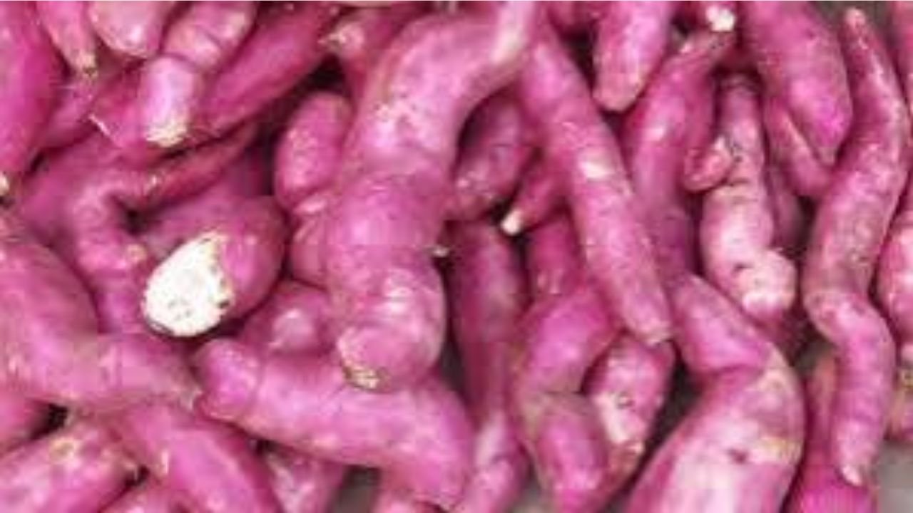 মিষ্টি আলুর বিশেষ উপাদান ‘ইয়ারাপিন’ কমাতে পারে পেট ফাঁপার সমস্যা: বিশেষজ্ঞদের ব্যাখ্যা