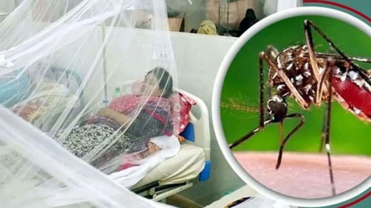 ডেঙ্গুতে আরও একজনের মৃত্যু, এক দিনে হাসপাতালে ভর্তি ২৪২