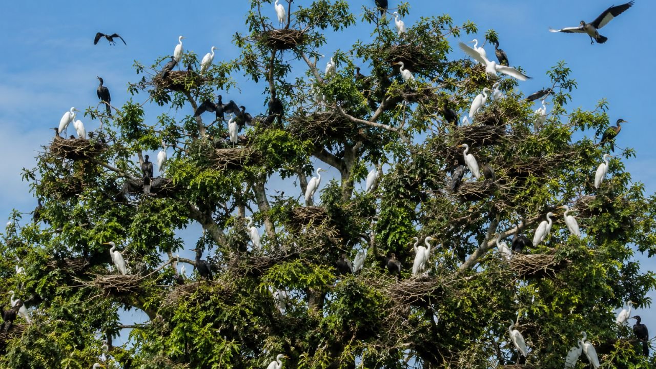 তেঁতুলগাছে হাজার পাখির নিরাপদ আবাস, ‘পাখি গ্রাম’ হিসেবে পরিচিতি পেয়েছে বগুড়ার লাফাপাড়া