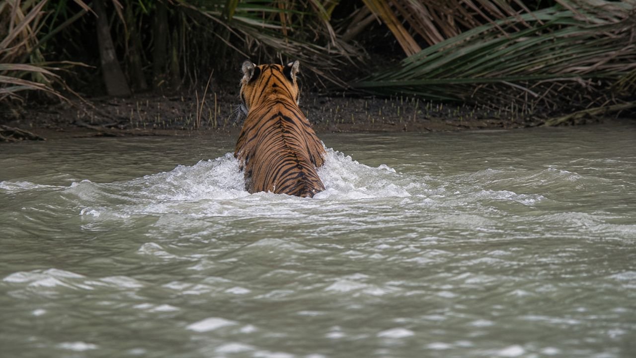 টহল বোটের সামনেই খাল সাঁতরে বাঘ, সুন্দরবনে বিরল দৃশ্যের সাক্ষী বনরক্ষীরা