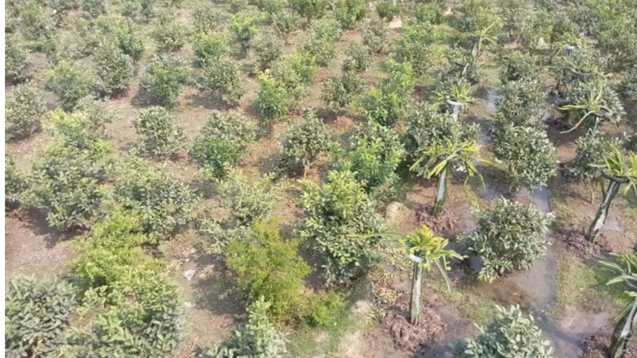 ১৫ বন্ধুর দীর্ঘমেয়াদি সঞ্চয়ে গড়ে উঠেছে ৪৫ বিঘার নিরাপদ ফলবাগান