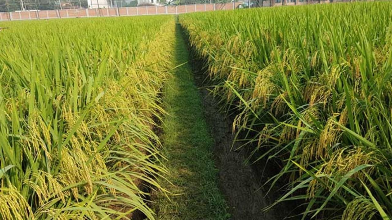 আউশ মৌসুমে ধান উৎপাদন ৩ শতাংশ কমেছে, কমেছে আবাদ ও ফলন