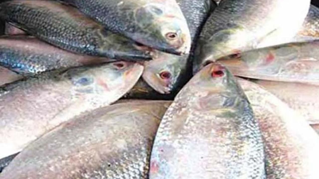 বিশ্ববাজারে ইলিশের ব্র্যান্ড মূল্য বাড়াতে সরকারের নতুন উদ্যোগ