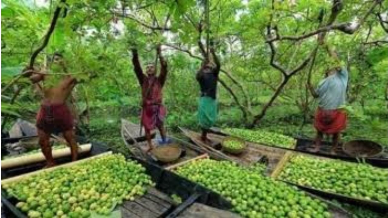 আটঘর-কুড়িয়ানা পেয়ারা বাগান ভ্রমণে ৮ নির্দেশনা, না মানলে ব্যবস্থা