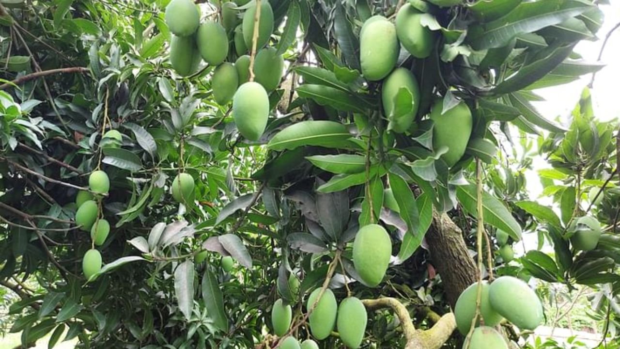 আমচাষিদের ন্যায্যমূল্য নিশ্চিতে রপ্তানি জোরদারের উদ্যোগ