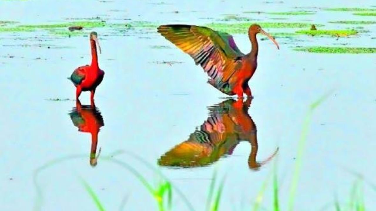 রংপুরে খয়রা কাস্তেচরার নতুন আবাস, মিলেছে প্রজনন কলোনির সন্ধান
