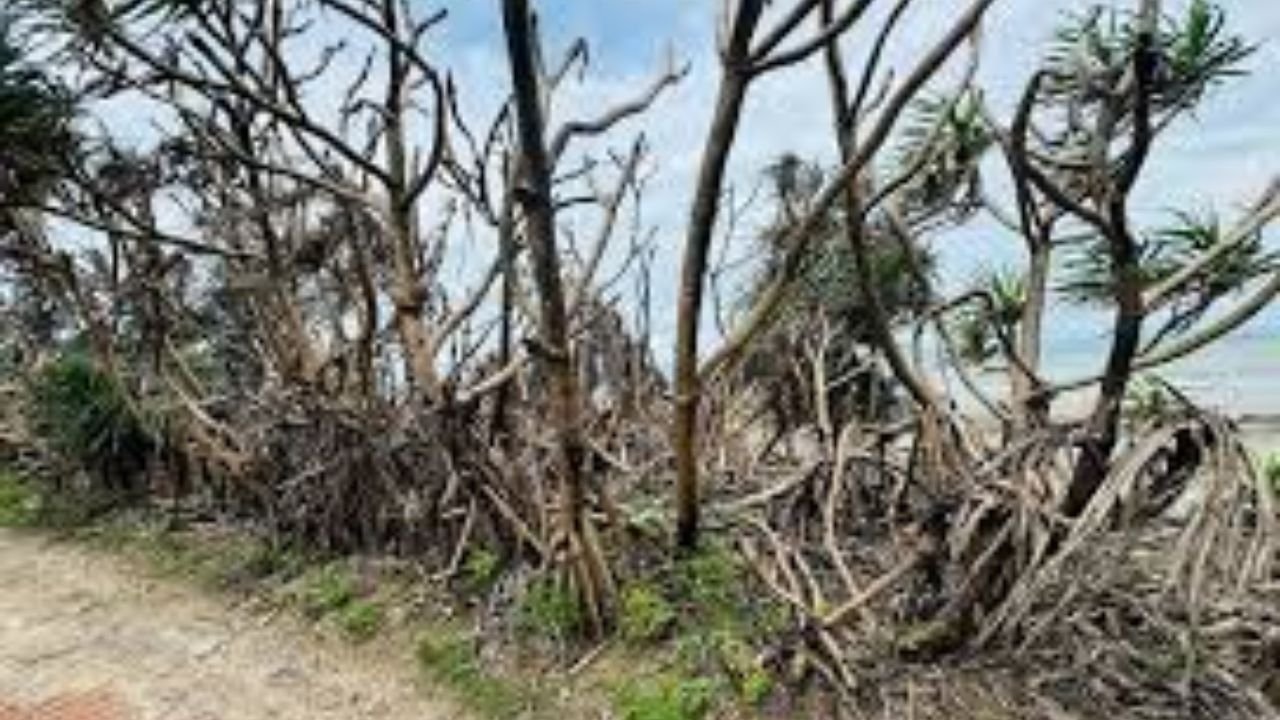 সেন্ট মার্টিনে রাতের আঁধারে পুড়িয়ে ধ্বংস হচ্ছে কেয়াবন