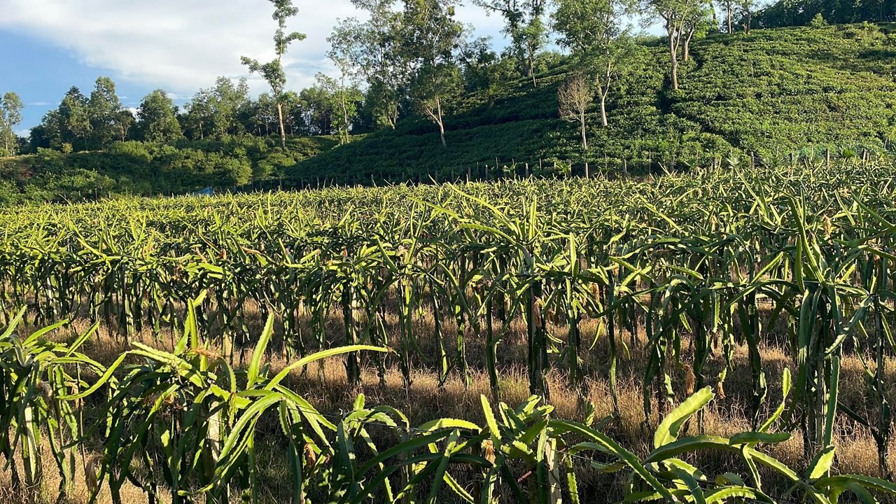 মৌলভীবাজারে চা বাগানের পতিত জমিতে ড্রাগন চাষে সাফল্য, মিলছে বাড়তি আয় ও শ্রমিকদের পুষ্টি