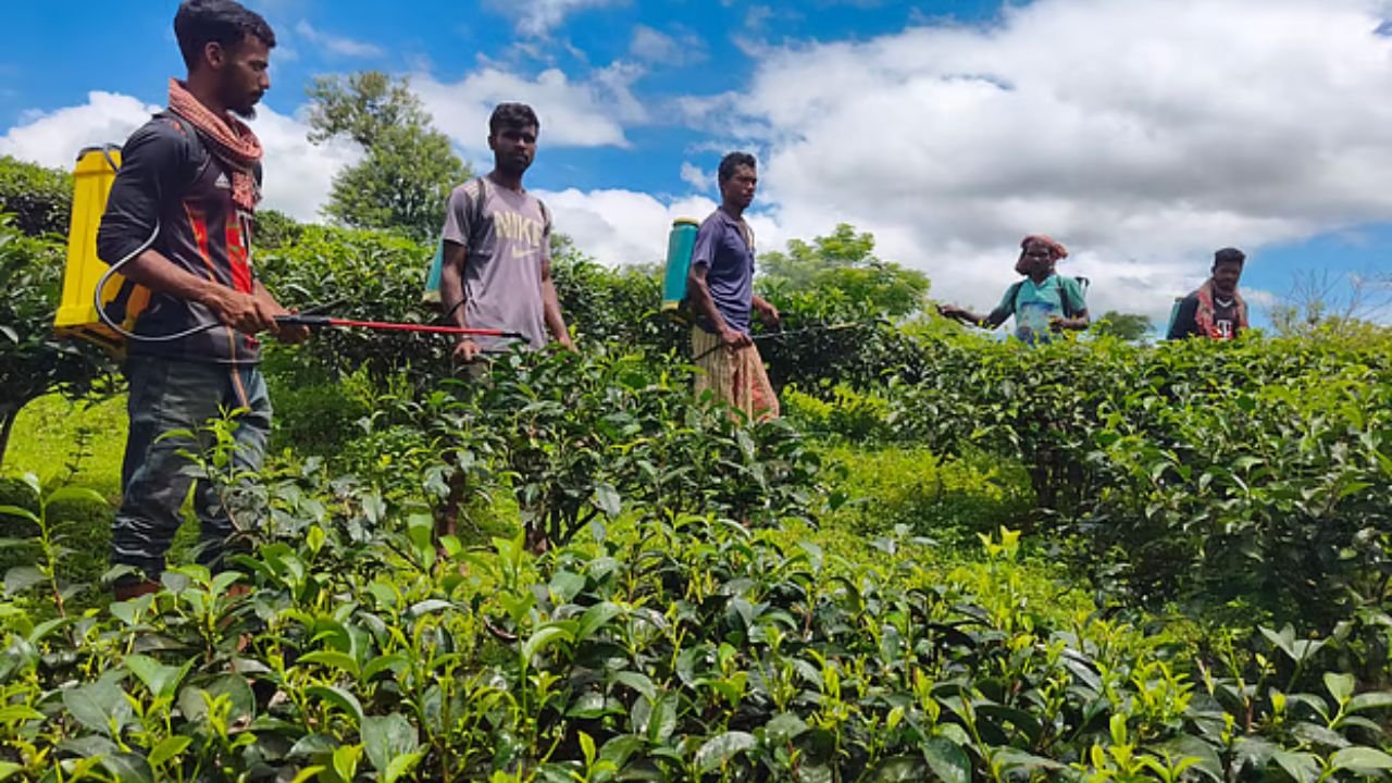 প্যারাকোয়াটে বাড়ছে বিষক্রিয়ায় মৃত্যু, ৭৭ দেশে নিষিদ্ধ হলেও বাংলাদেশে ব্যবহার অব্যাহত
