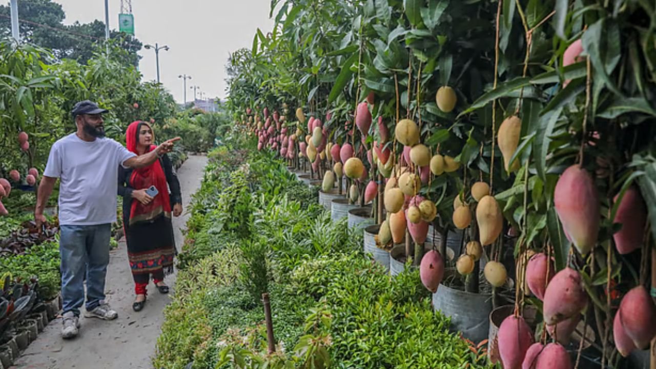 মাসব্যাপী বৃক্ষমেলায় ১৬ লাখ চারা বিক্রি, আয় ১৬ কোটি টাকা