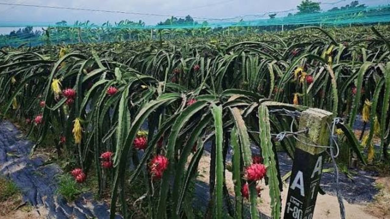 চাকরি ছেড়ে ড্রাগন চাষ, বাগানেই কর্মসংস্থান ৬০ জনের