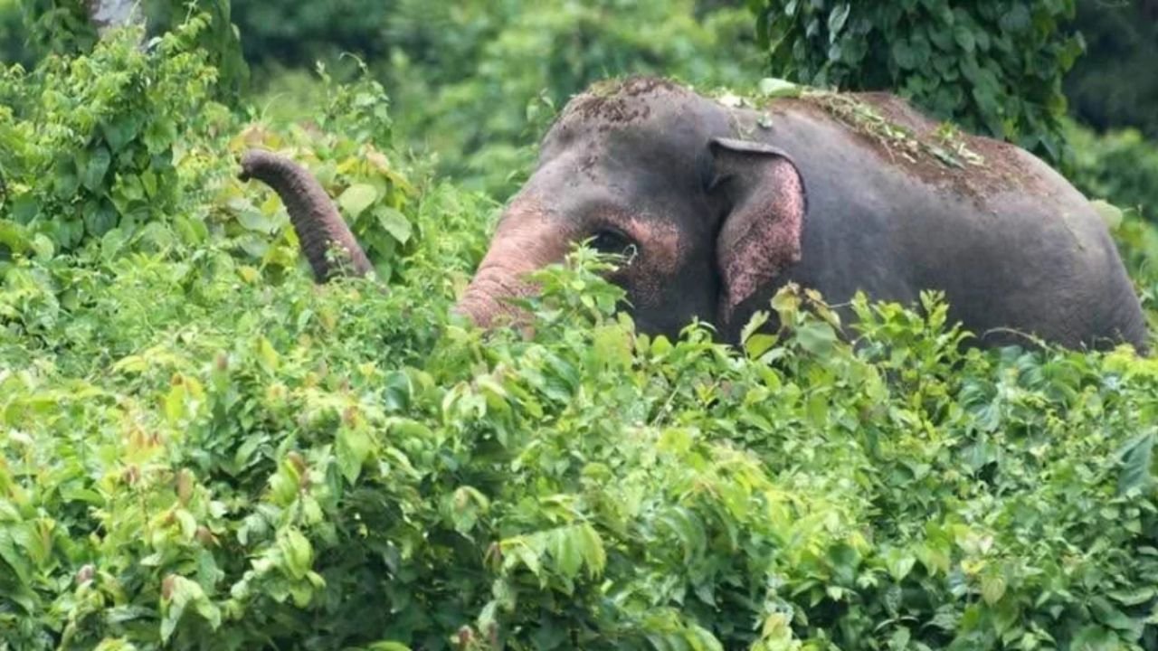 আবাসস্থল ও করিডর সংকটে দেশে মহাবিপন্ন বন্য হাতি