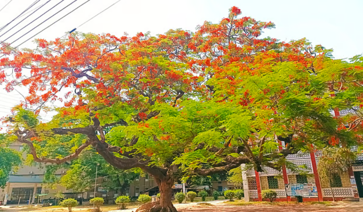 কৃষ্ণচূড়ার ছায়ায় জমেছিল কত স্মৃতি, সেটিই আর নেই