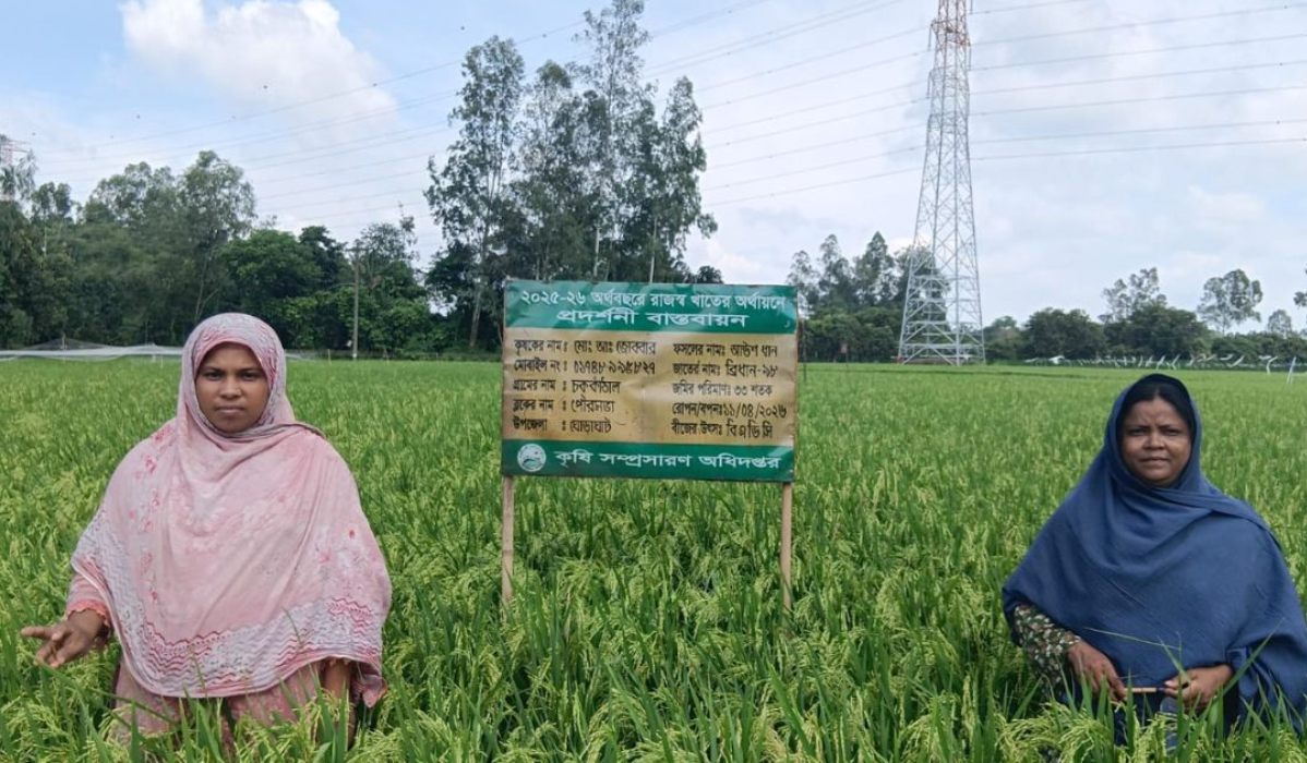 ঘোড়াঘাটে আউশের বাম্পার ফলন, বিঘায় ২৩ মণ ধান