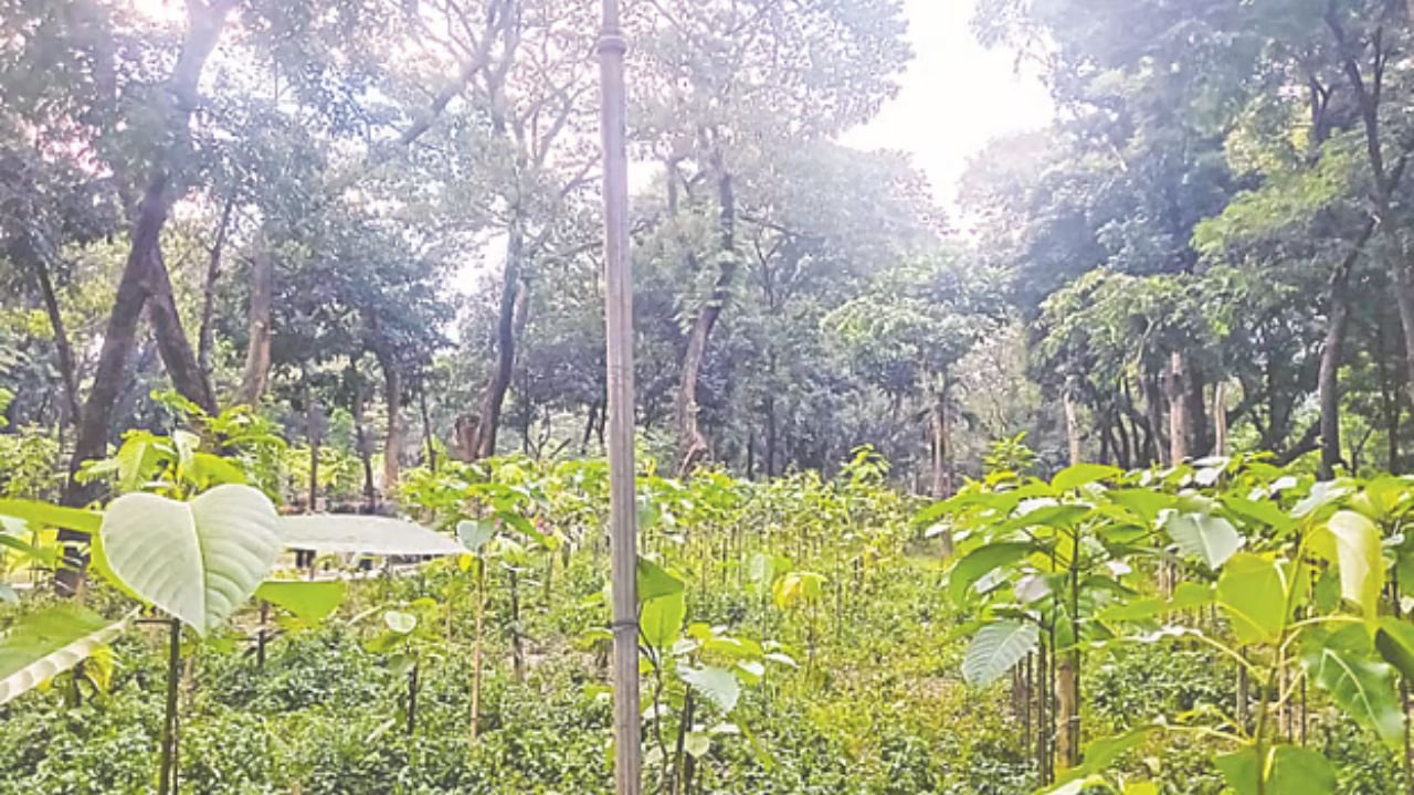 হারিয়ে যেতে বসা দেশীয় বৃক্ষ সংরক্ষণে ঢাবিতে ‘বাংলাওয়াকি’