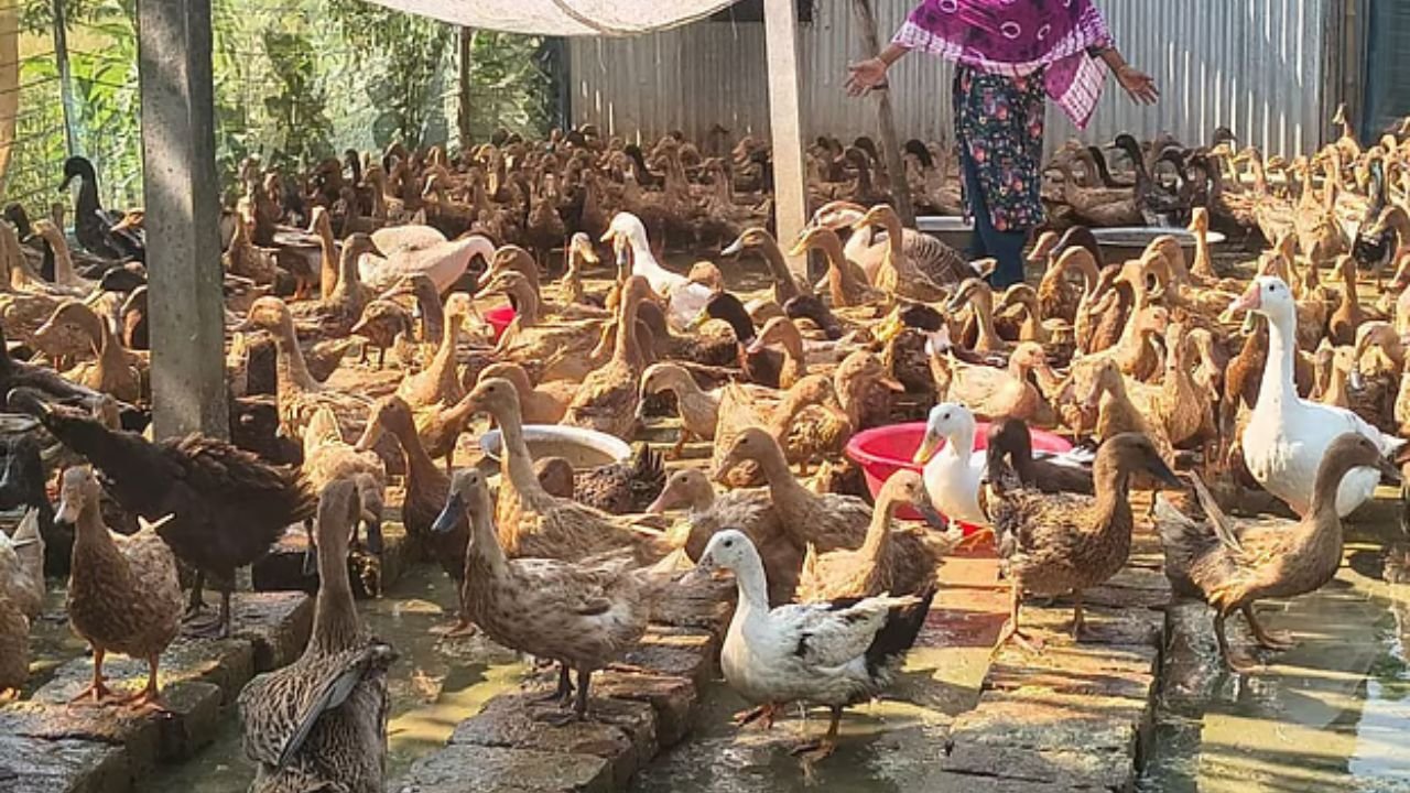 চাষাবাদের চেয়ে পশুপালনেই বেশি আয় ক্ষুদ্র কৃষকদের: বিবিএস জরিপ