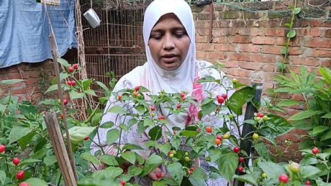 কুমিল্লায় চাষ হচ্ছে কথিত বিশ্বের দামি মরিচ চারাপিতা