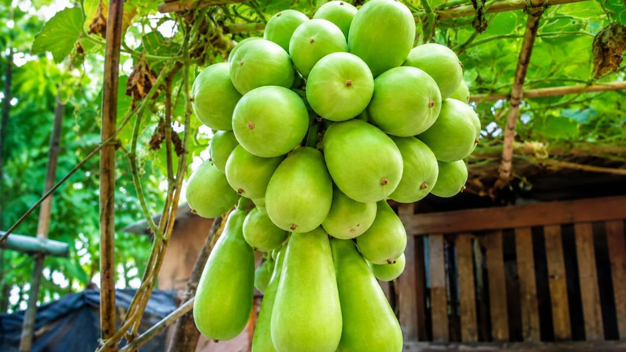 এক বোঁটায় ২৫ লাউ, বিস্ময় দেখতে ভিড় পটুয়াখালীর মির্জাগঞ্জে