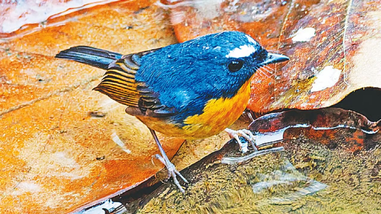 সাদা ভ্রুর বিরল পরিযায়ী ‘তুষারাভ্রু চটক’, শীতে দেখা মেলে বাংলাদেশের বনাঞ্চলে