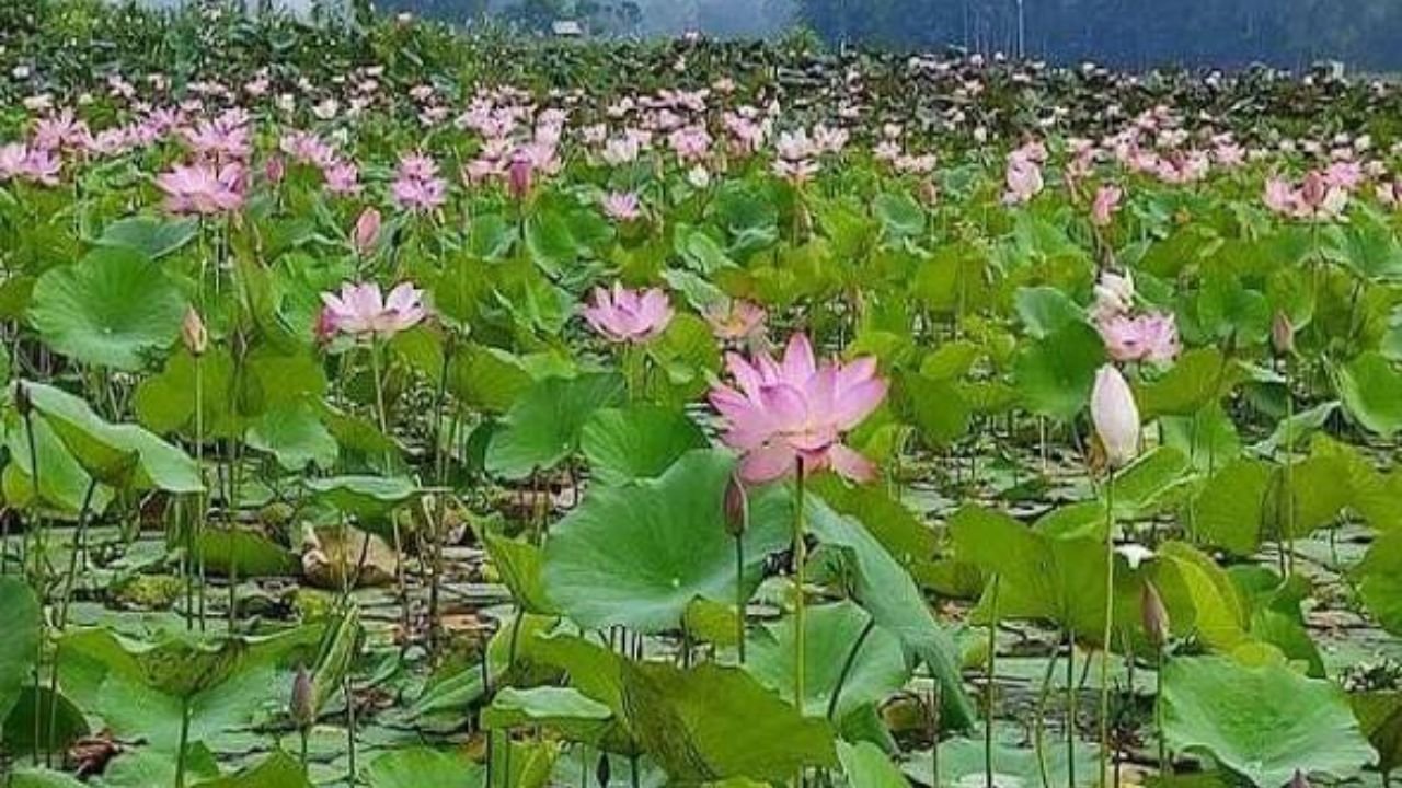 দুই বছর পর সোনাকান্ত বিলে ফুটেছে হাজারো পদ্ম, প্রকৃতিপ্রেমীদের ভিড়