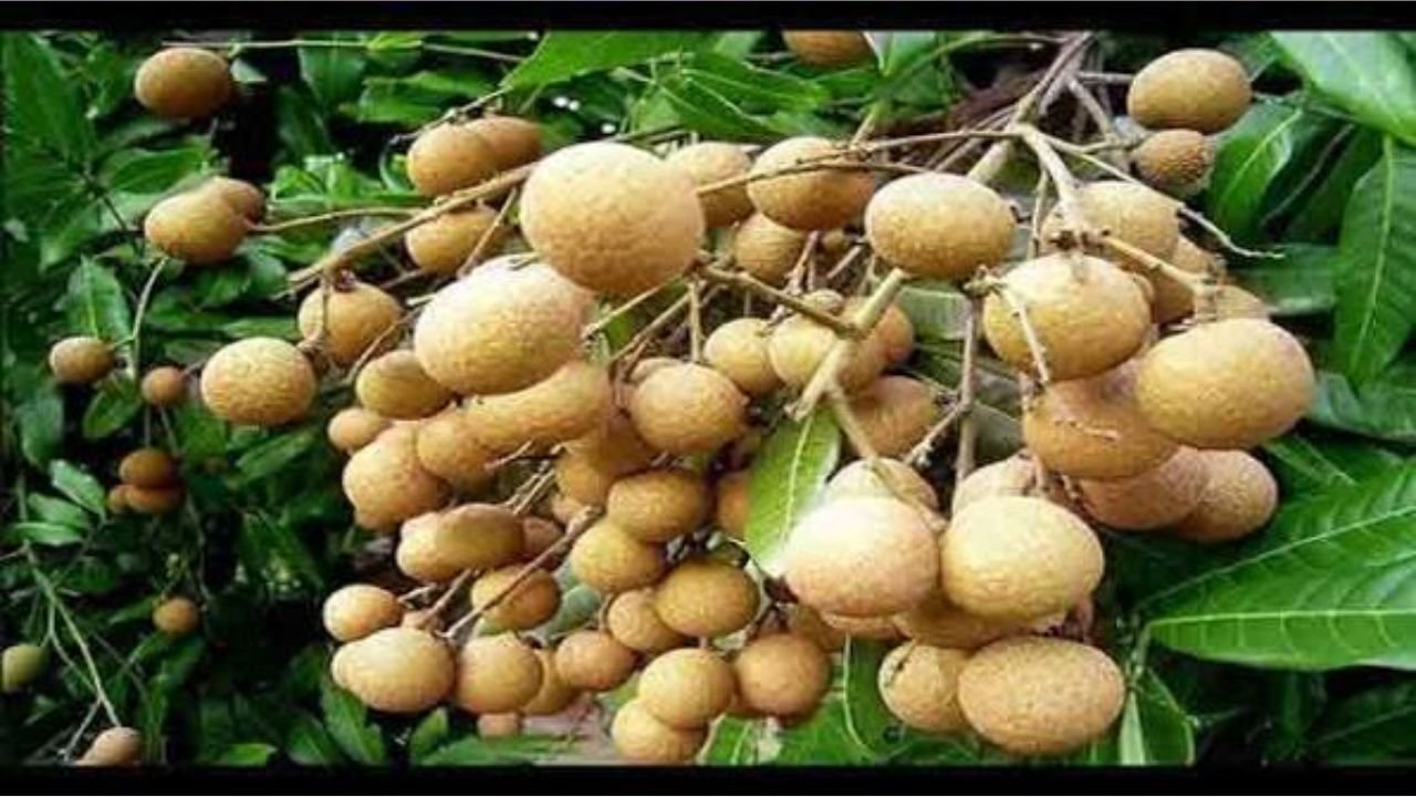 পাহাড়ে ভিয়েতনামী লংগান চাষে সাফল্য, নতুন সম্ভাবনার দৃষ্টান্ত প্রিয়দর্শী চাকমা