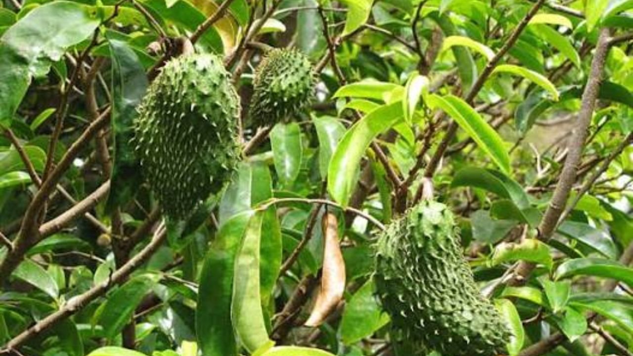 টক আতা: এক ফলেই আম, স্ট্রবেরি ও আনারসের ঘ্রাণ
