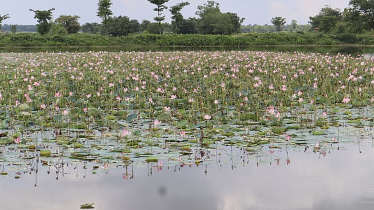 হাইল হাওরে শাপলা-পদ্মের মেলা, বর্ষায় বদলে গেছে প্রকৃতি