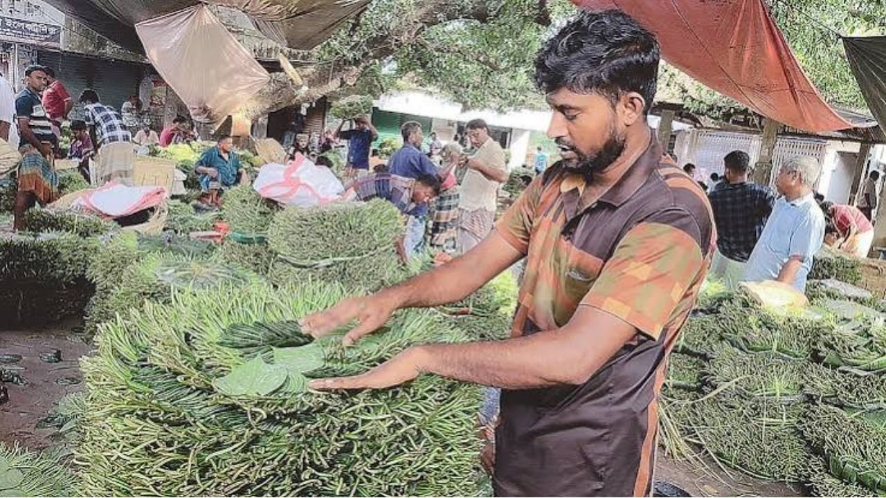 উৎপাদন খরচ তুলতে পারছেন না রাজশাহীর পানচাষিরা, কম দামে বিক্রিতে হতাশা