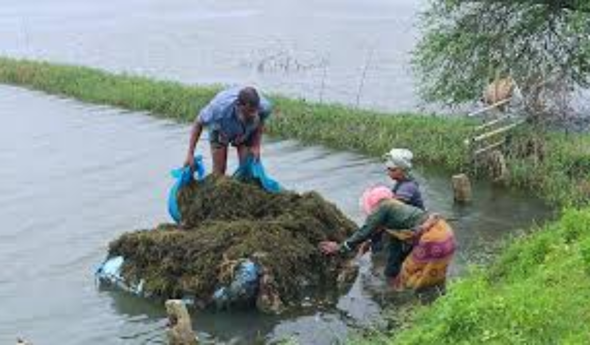 এক ঘেরের বাড়তি শেওলা অন্য ঘেরে মাছের খাবার