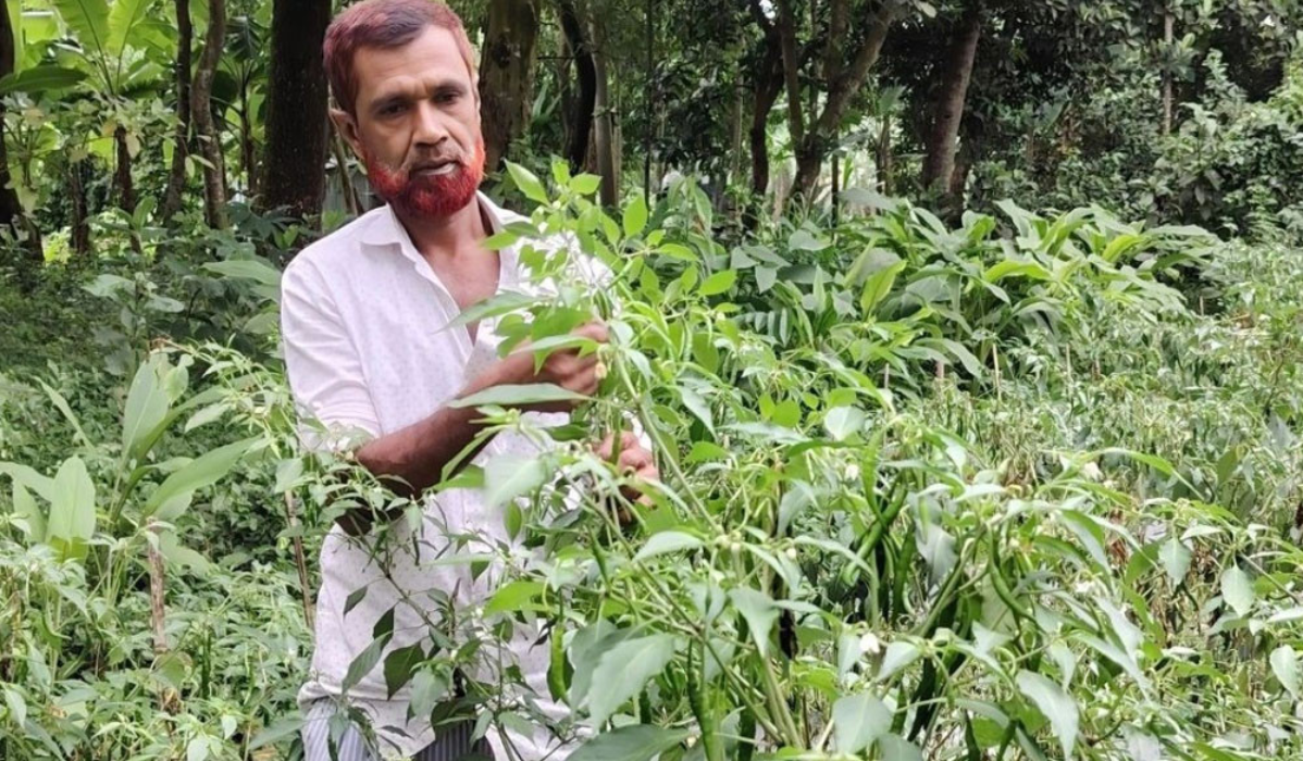 ১০ শতক জমিতে মরিচ চাষে বদলে গেছে কামাল শেখের জীবন