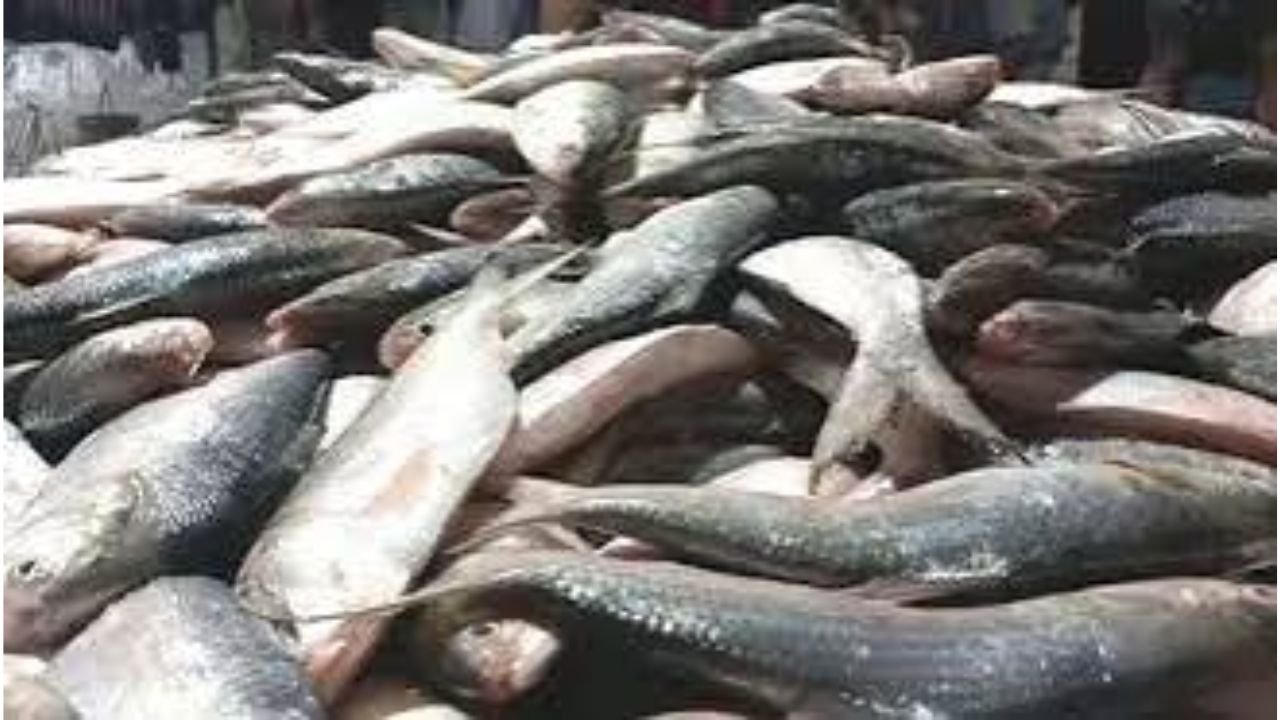 ইলিশের উৎপাদন ও বিচরণে বড় বাধা দূষণ: মৎস্যমন্ত্রী