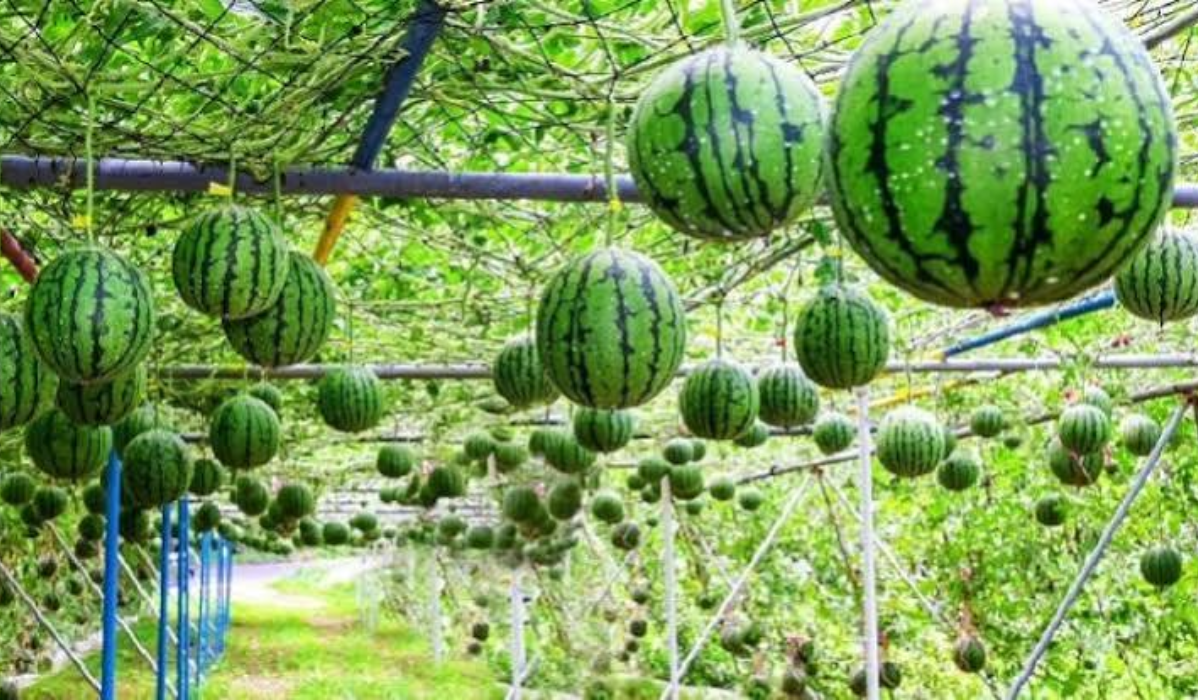 দেবহাটায় অফসিজন তরমুজ চাষে স্বাবলম্বী কৃষক-নারী-শিক্ষার্থীরা
