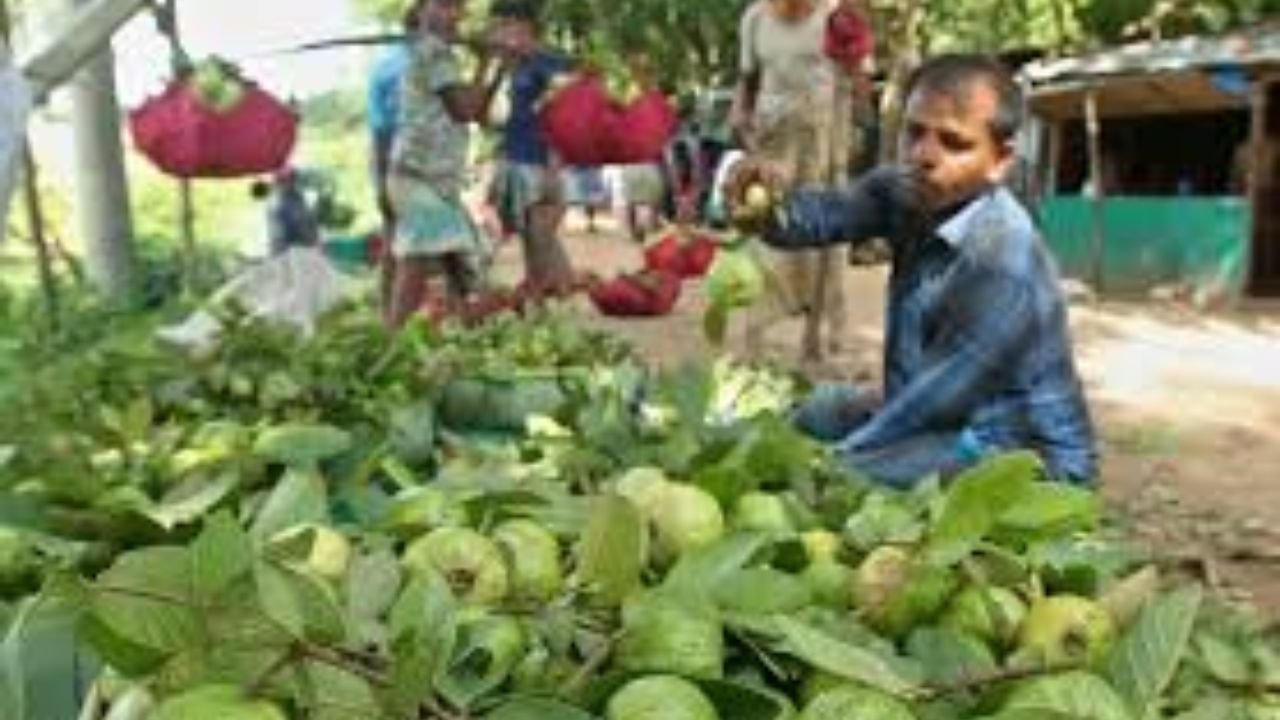 চন্দনাইশের কাঞ্চন পেয়ারা যাচ্ছে মধ্যপ্রাচ্যের বাজারে