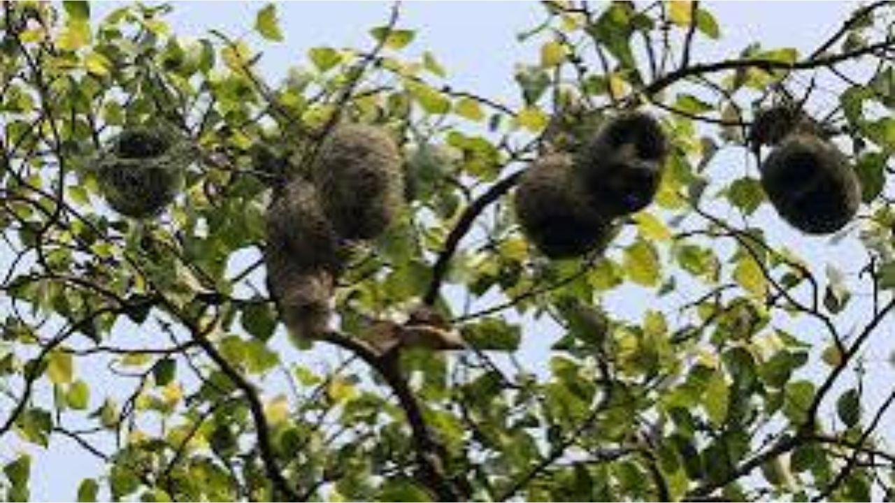 মৌলভীবাজারে শিমুলগাছে বাবুই পাখির শত শত নীড়, প্রকৃতিপ্রেমীদের নজর কাড়ছে অনন্য দৃশ্য