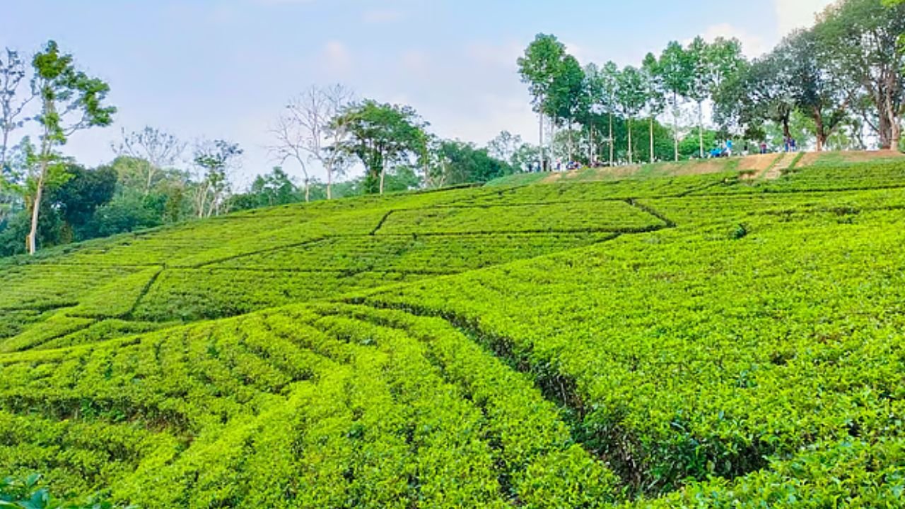 শ্রীমঙ্গলে ভালো চা কিনবেন যেভাবে: প্রতারণা এড়াতে বিশেষজ্ঞদের ৮ পরামর্শ