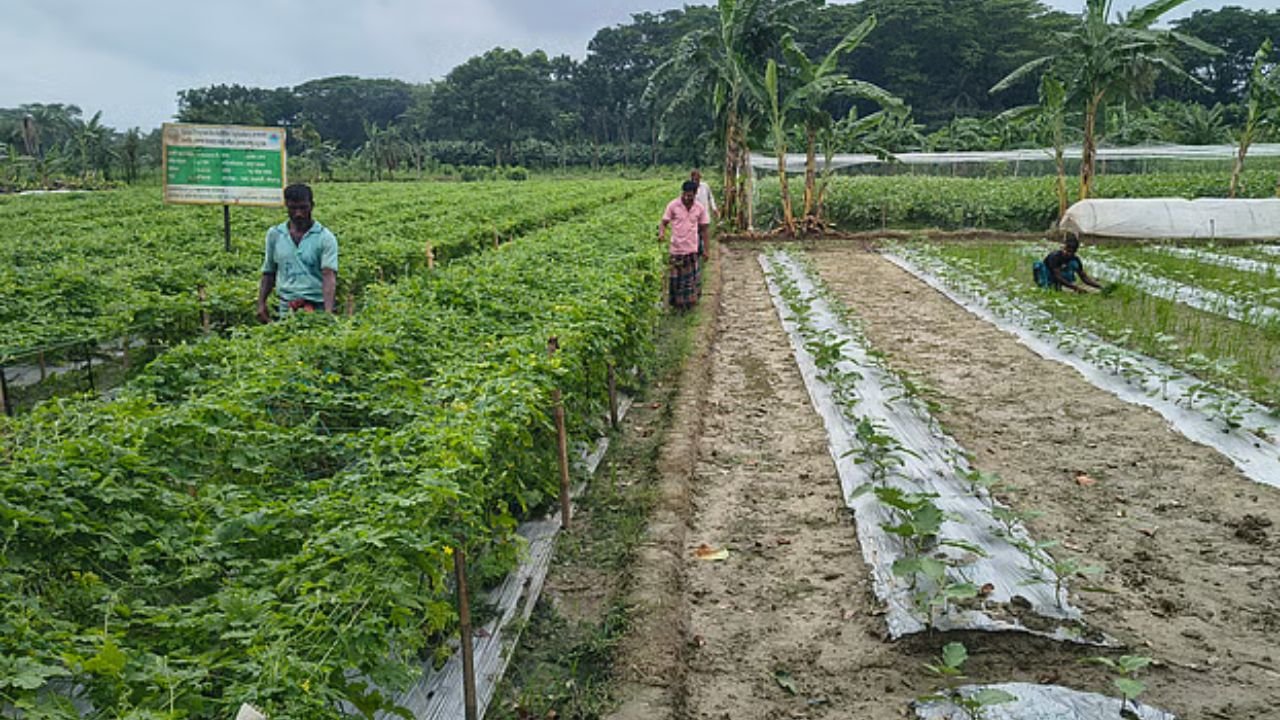 যশোরে মালচিং পদ্ধতিতে সবজি চাষে বাড়ছে লাভ, আগ্রহী হচ্ছেন আরও কৃষক