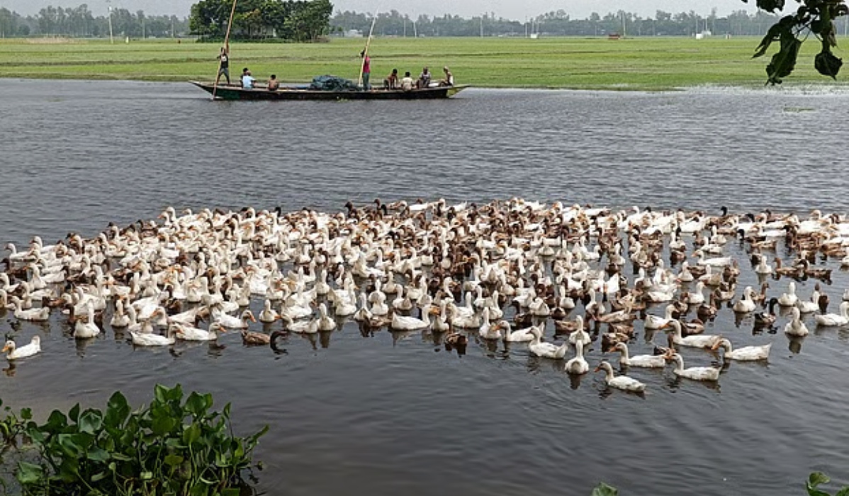 খালের জলে হাঁসের সারি, জাল হাতে জেলেদের যাত্রা