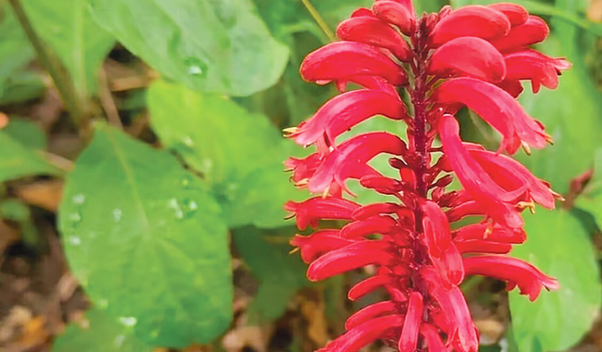 লাউয়াছড়ার বনে লাল সৌন্দর্যের রামবাসক