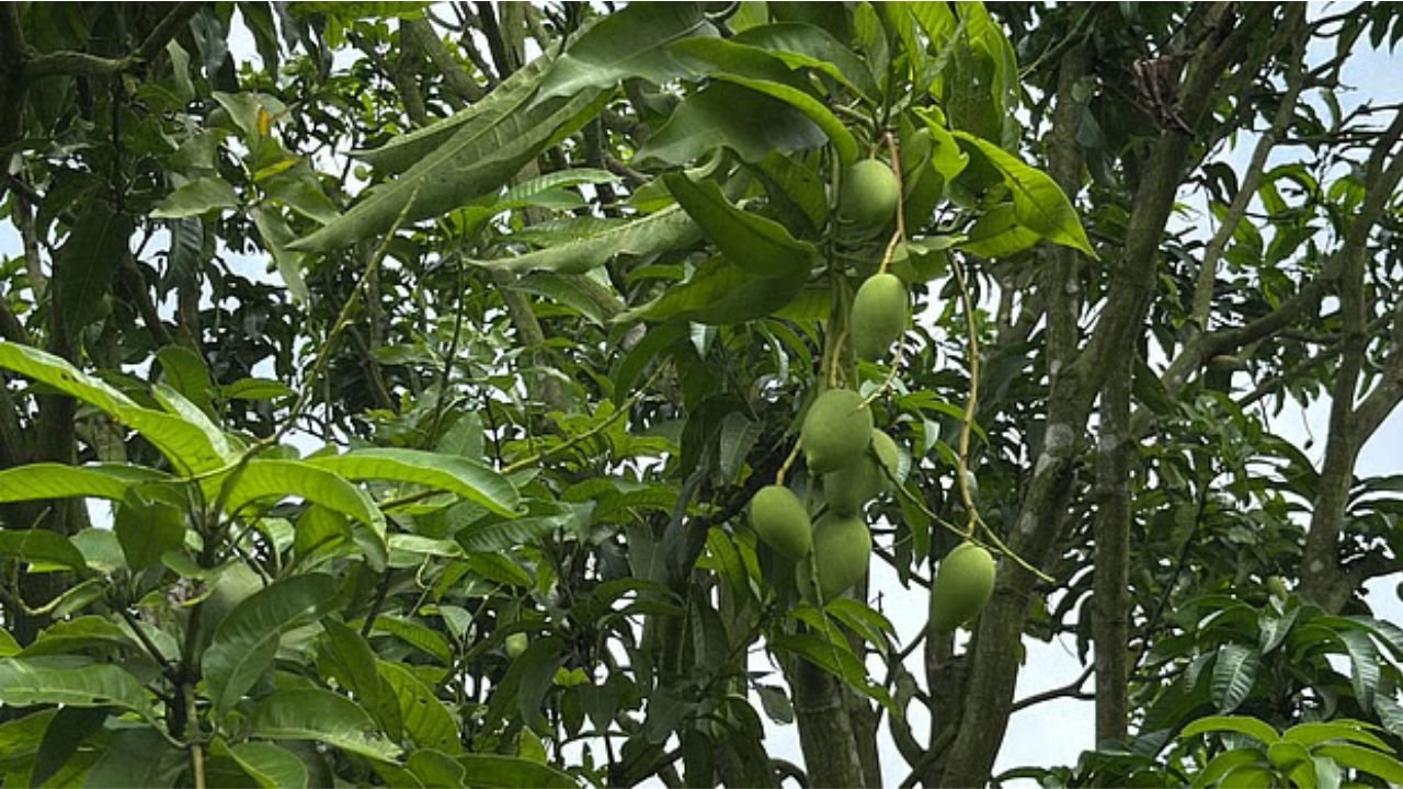 কার্তিকেও মিলবে আম, কাটিমন চাষে বাড়ছে আগ্রহ